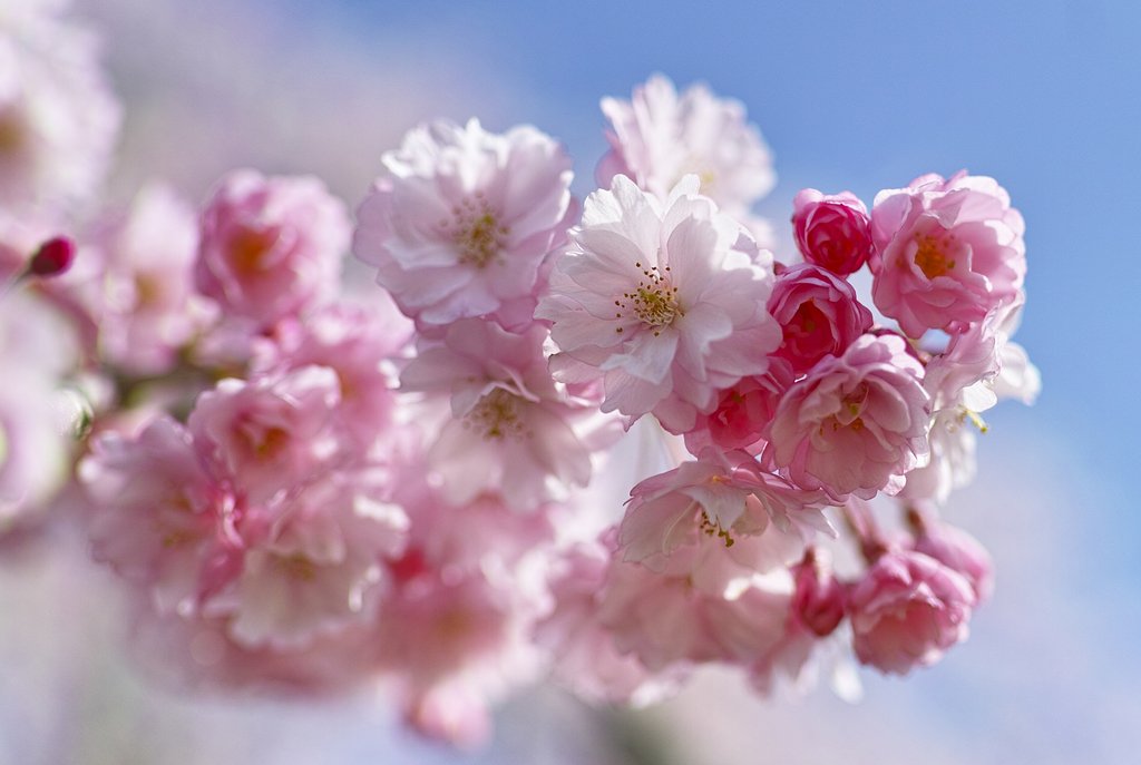 八重の桜