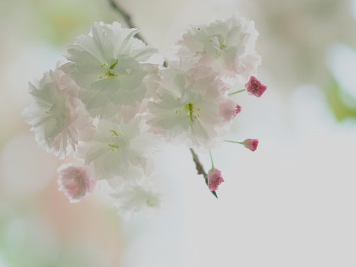 ほのかな思い