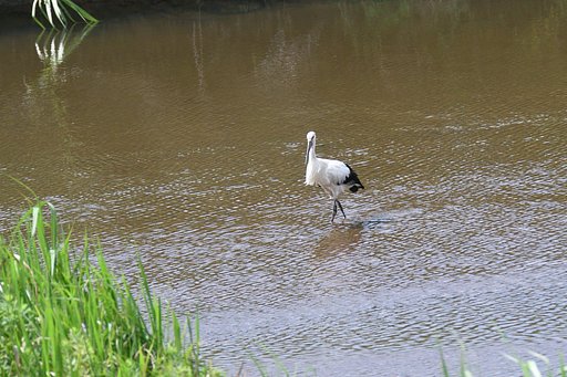 コウノトリ