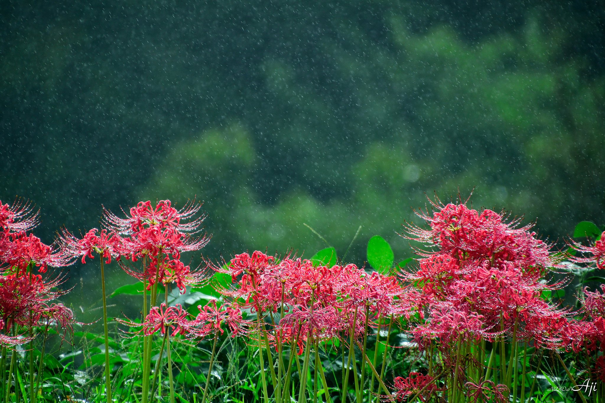 天気雨