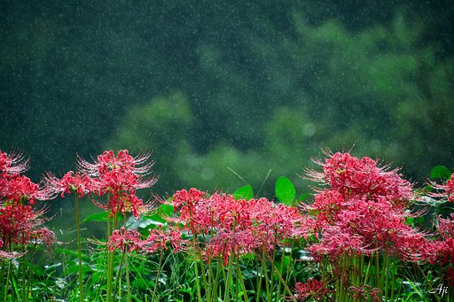 天気雨