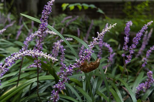 ヤブランの森