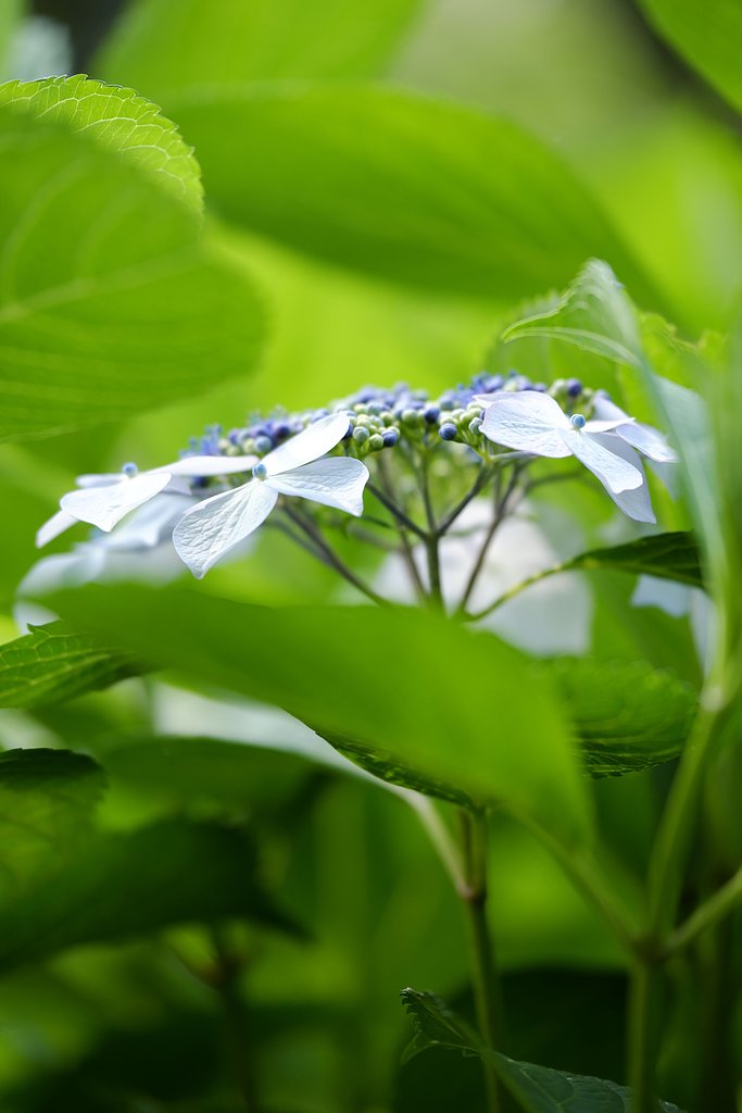 紫陽花