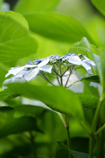 紫陽花