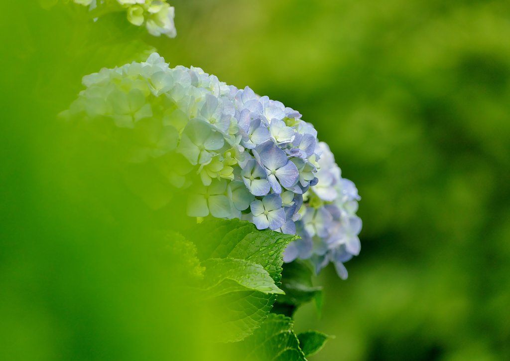 紫陽花