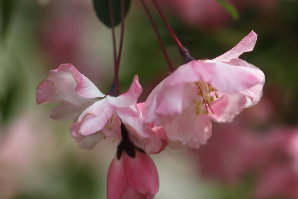 花海棠のUP