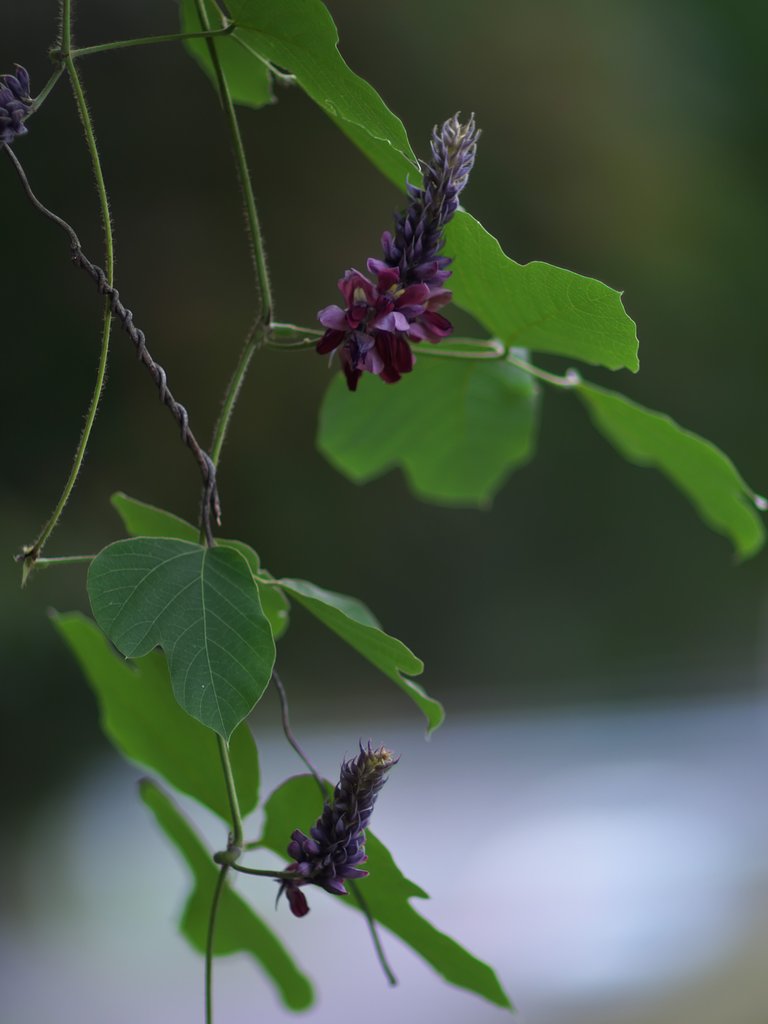 クズの花