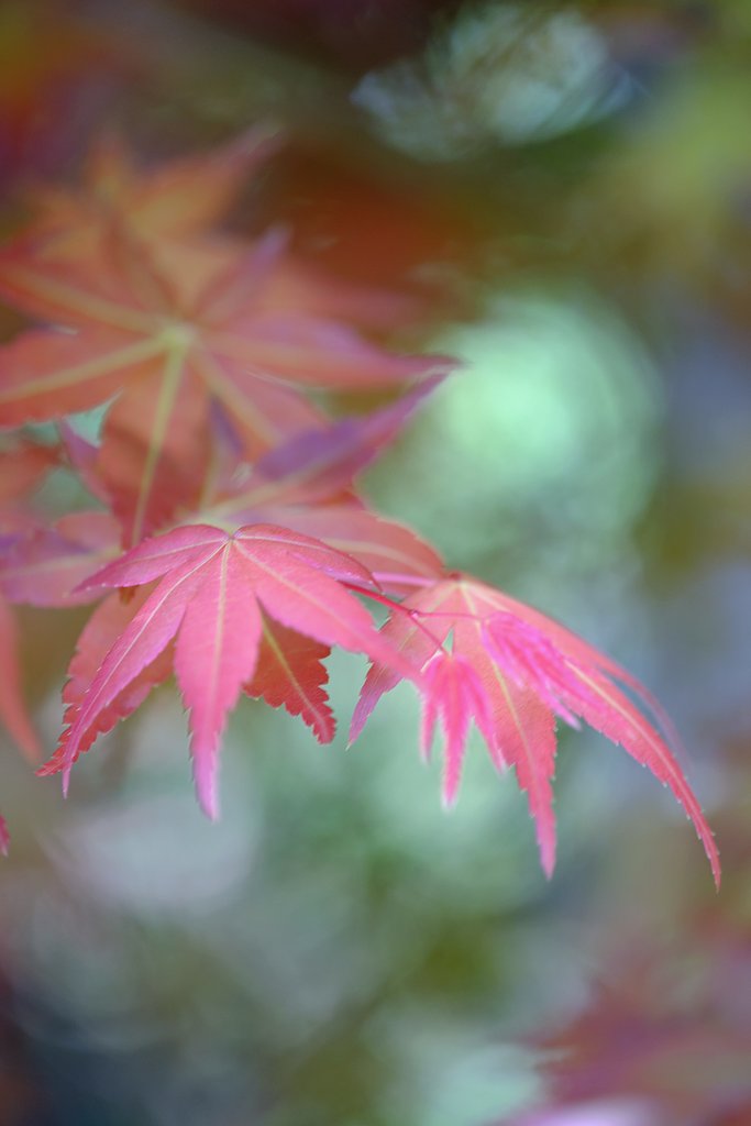 春の紅葉