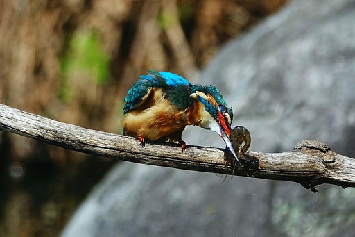 カワセミ
