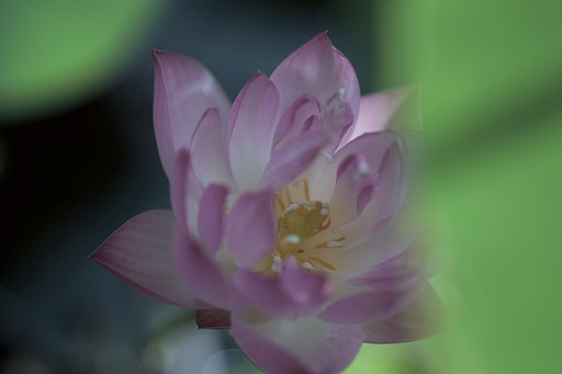 紅蓮？
