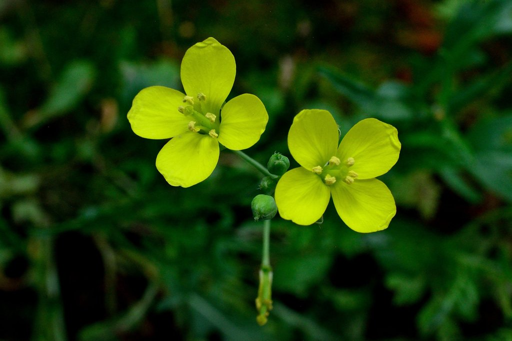 セルバチコの花