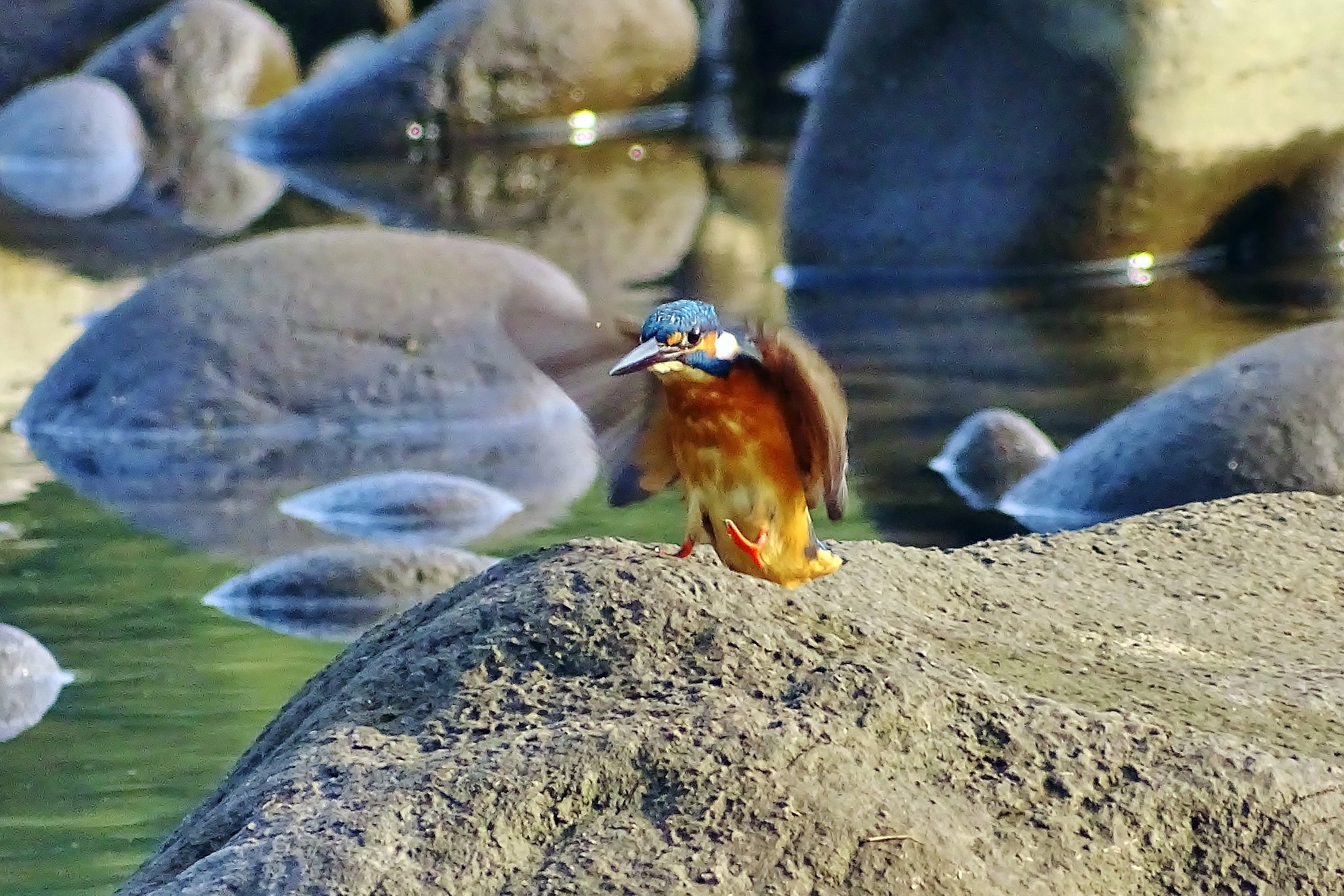 カワセミ