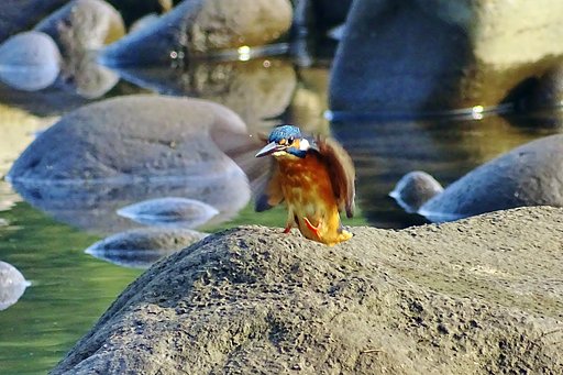 カワセミ