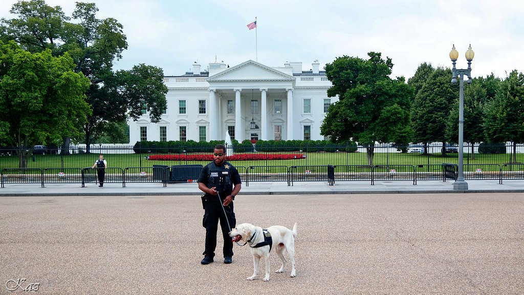 Secret Service Police Dog