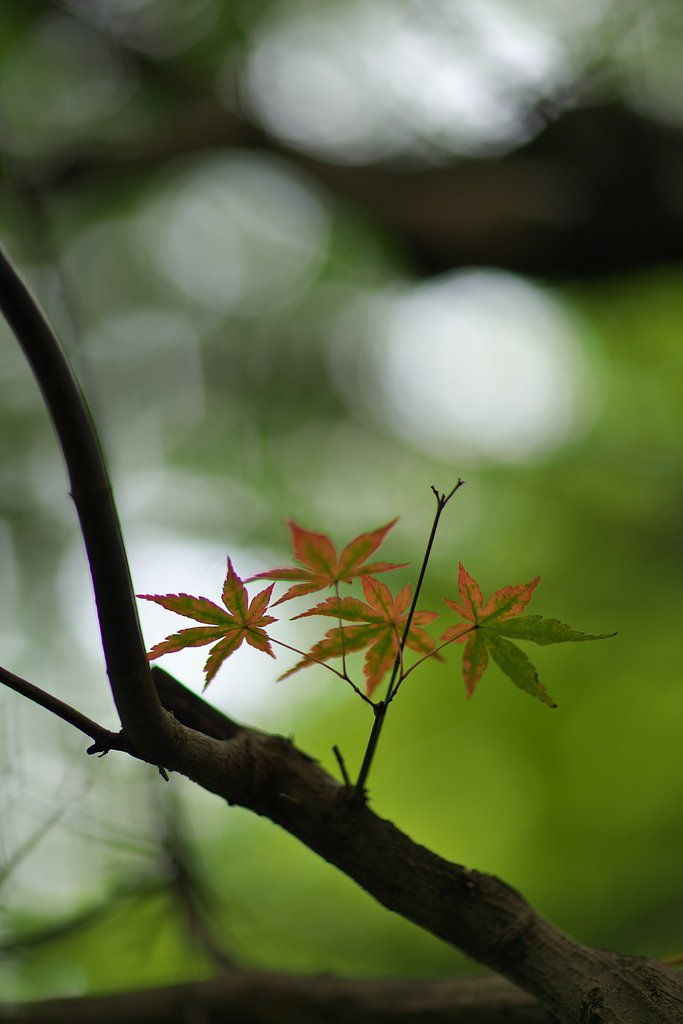 一足お先に