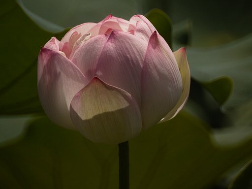 ハスです。
