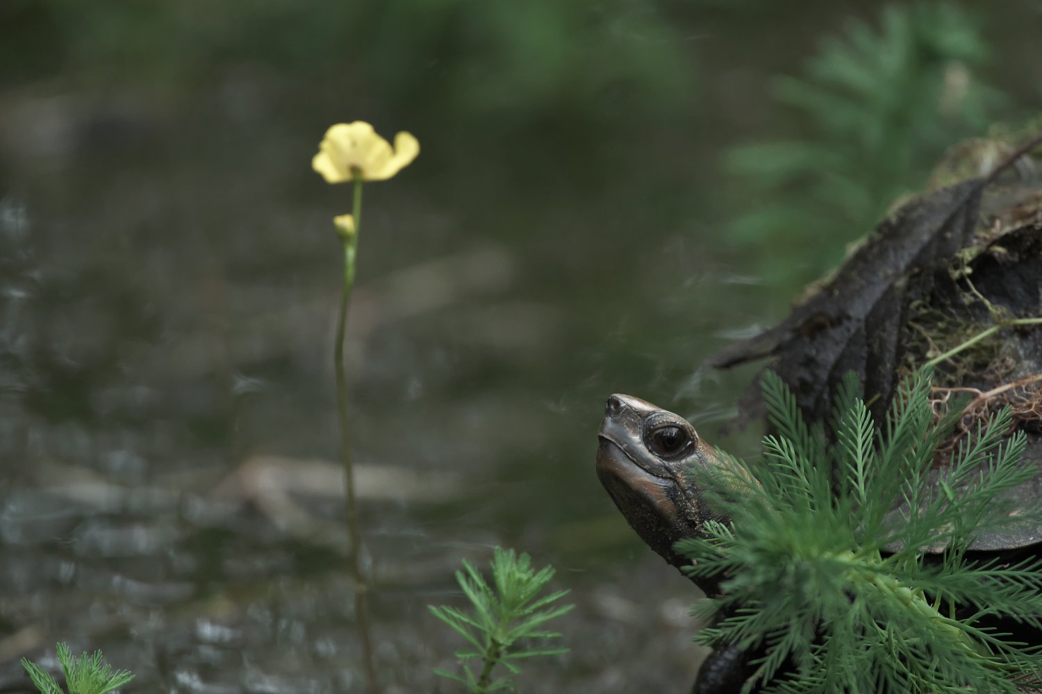 こちらも亀