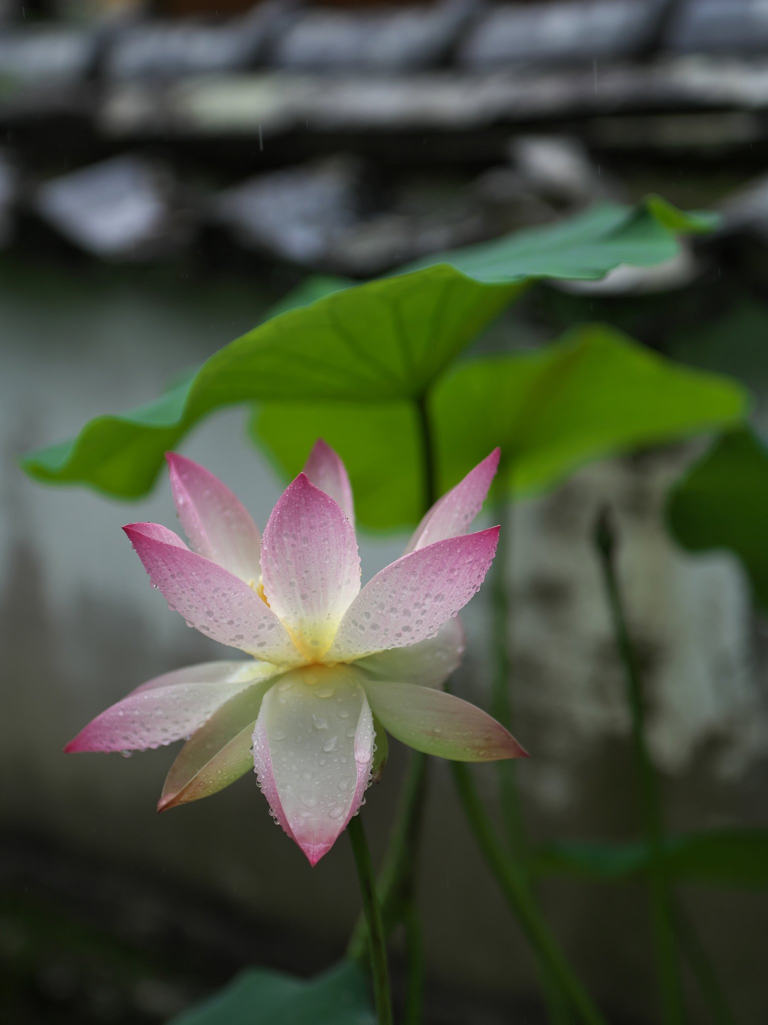 雨花