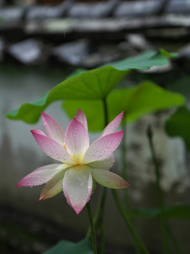雨花