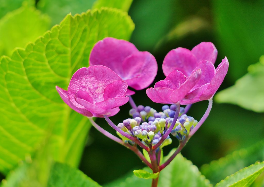 額紫陽花