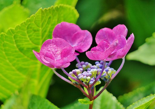 額紫陽花