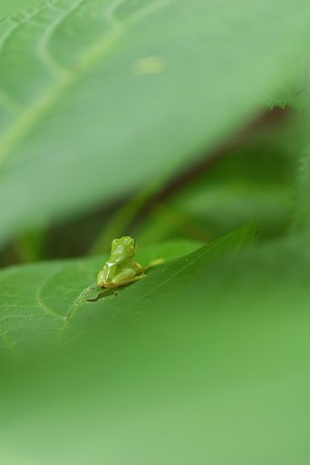 汝、何を臨む
