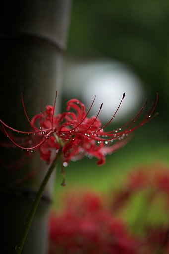 竹林にて