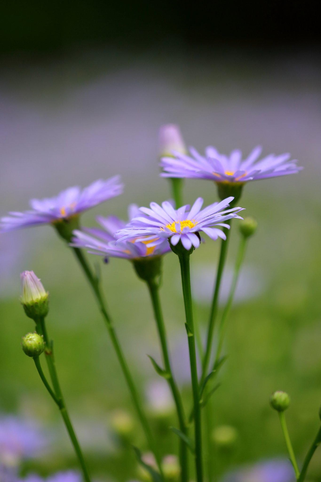 友禅菊