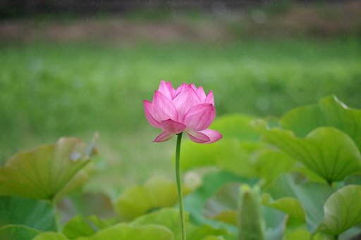 【夏】蓮の花