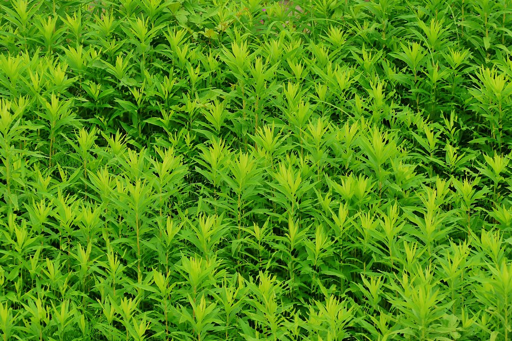 【夏】繁茂