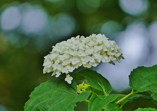 紫陽花
