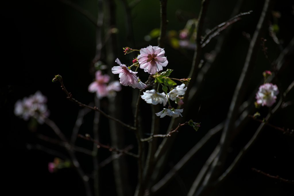 十月桜２
