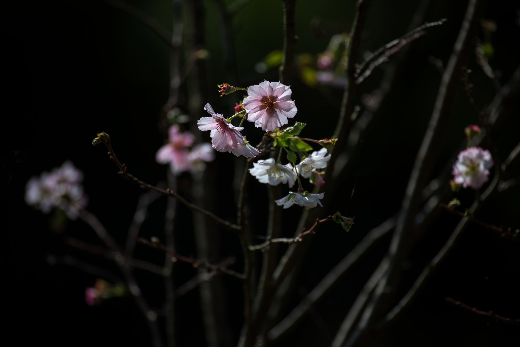十月桜２