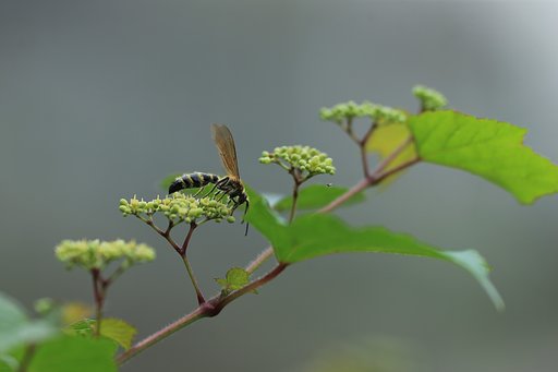 キンケハラナガツチバチ