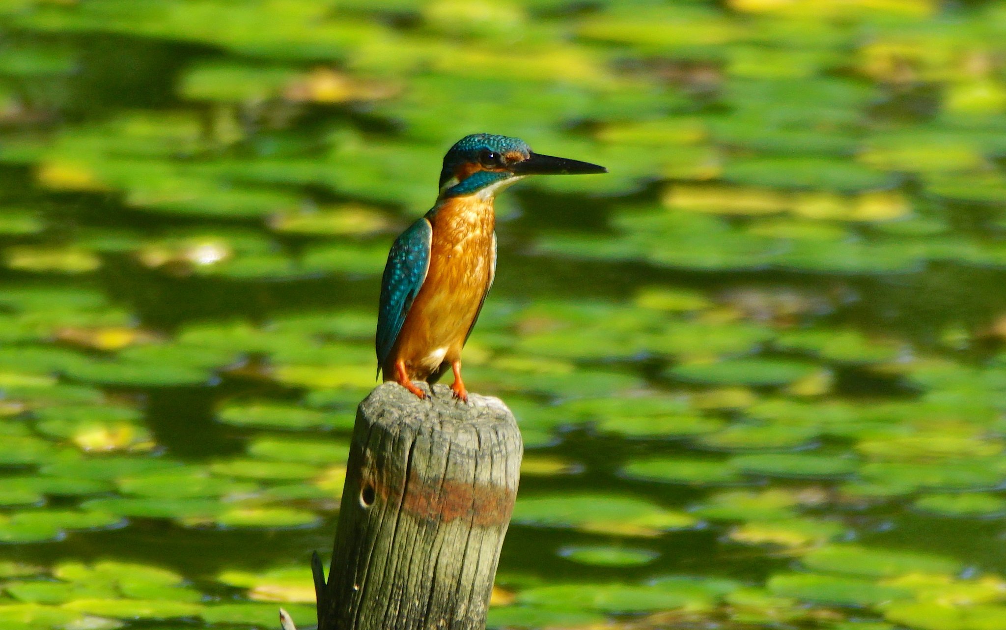 幼鳥