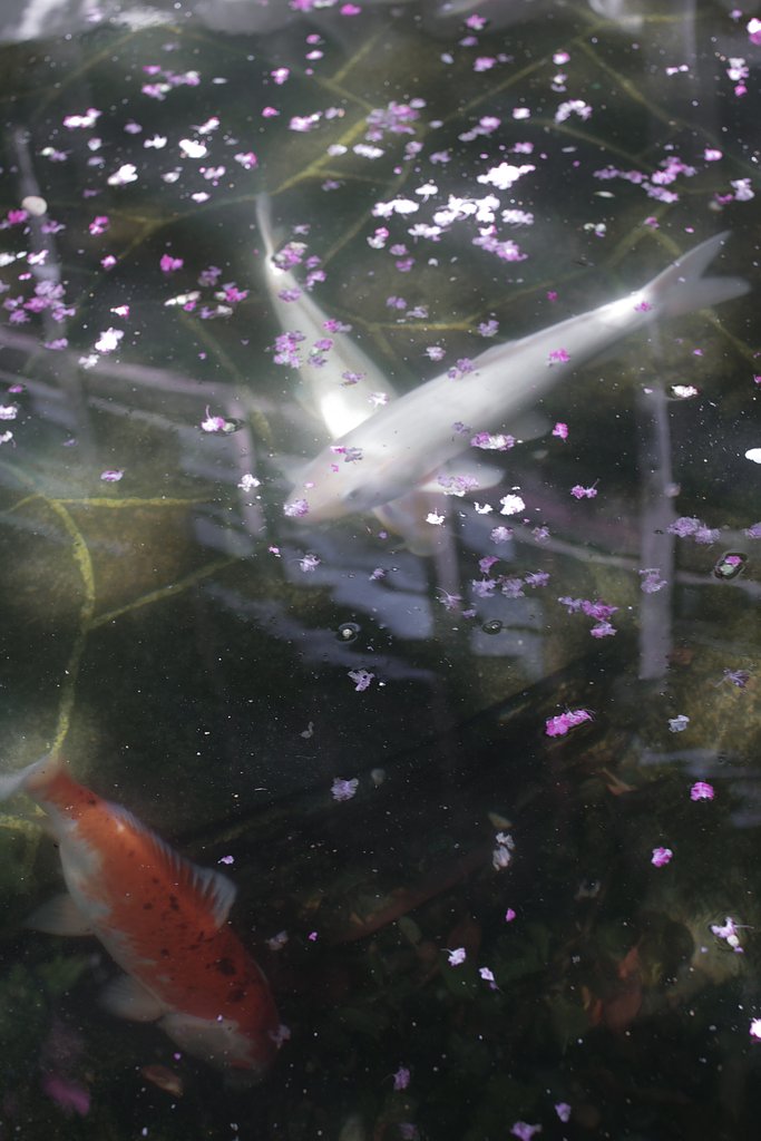 Carp　X