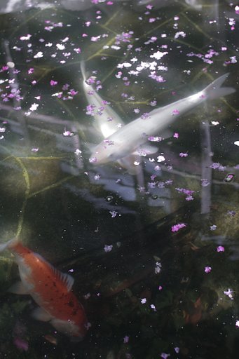 Carp　X