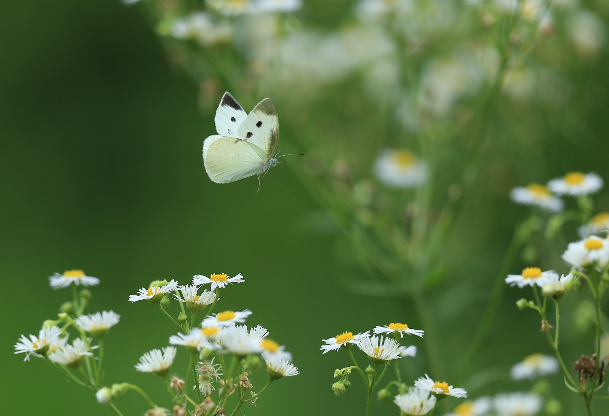 夏の草原にて
