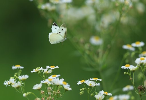 夏の草原にて