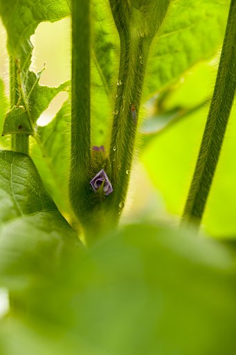 クロマメの花