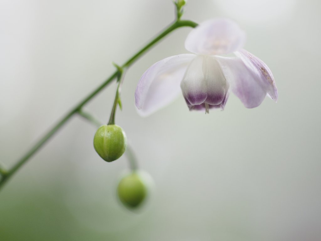 ガラスの花