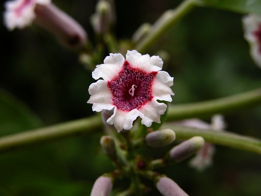 変わり花２