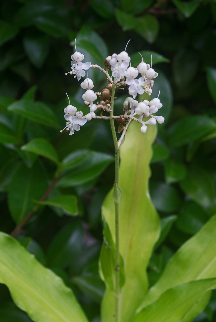 藪茗荷