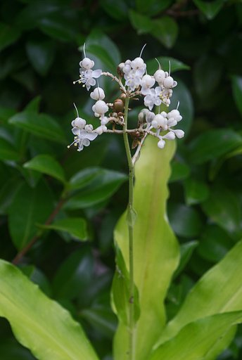 藪茗荷