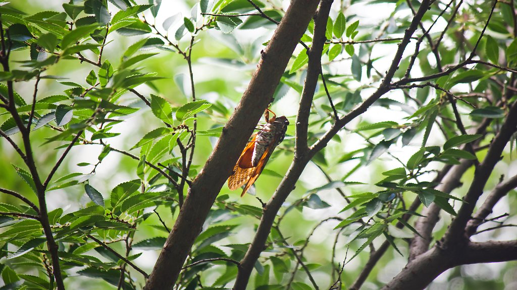 【夏】歌い続けた暑い日々