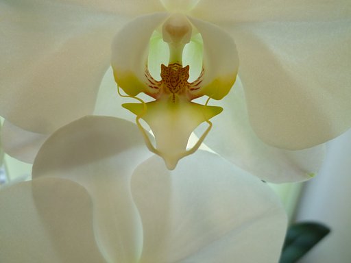 シンビジウム白花