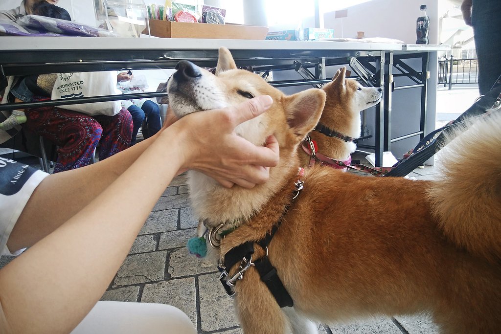 可愛がられにやってくる癒し柴犬