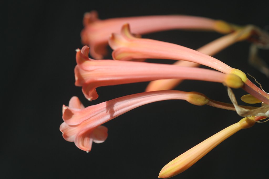 キルタンサスＵＰ