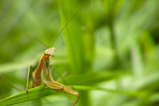 その後のカマキラス