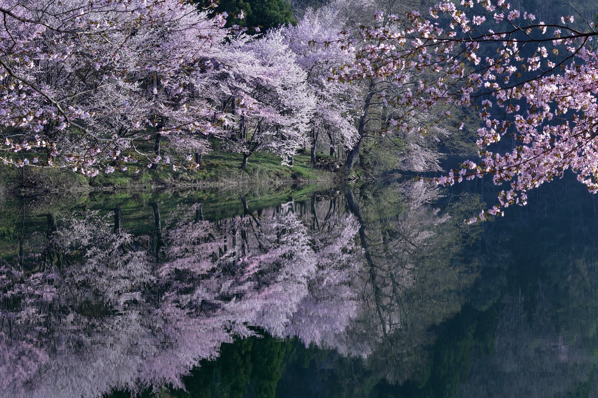 桜・響く